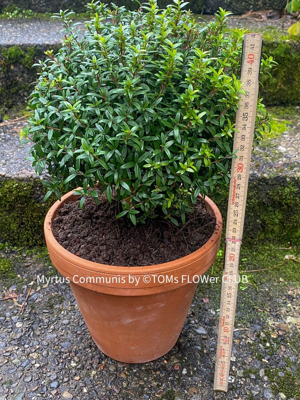 Plantes & graines: Myrtus Communis - duftende Myrte - Steckling oder Stämmchen – Neuf avec emballage d'origine à Adliswil par astom369 4