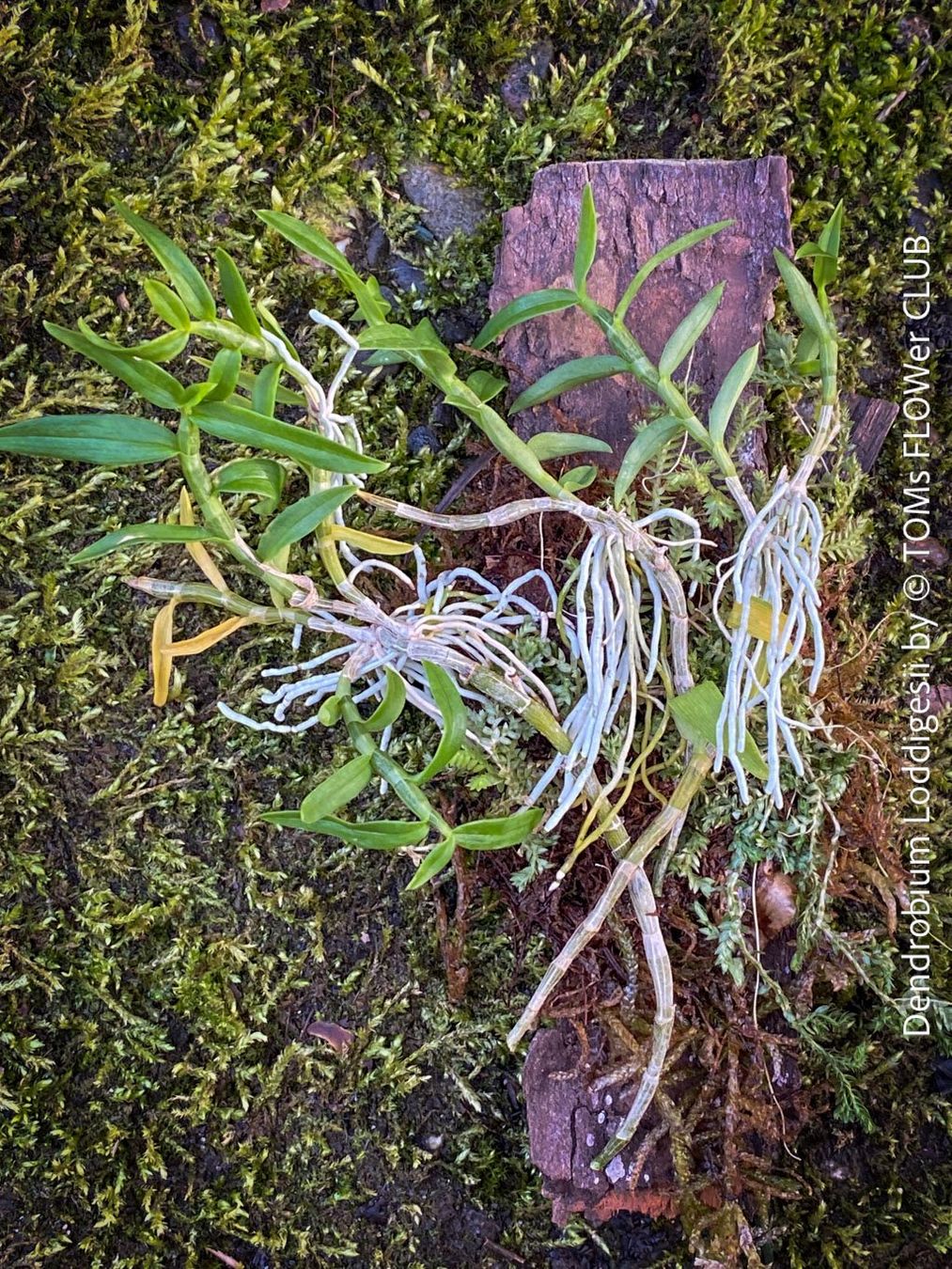 Pflanzen & Samen: Dendrobium Loddigesii - bezaubernde Miniatur Orchidee – Neu und originalverpackt aus Adliswil von TAKEYOURPLANT 6
