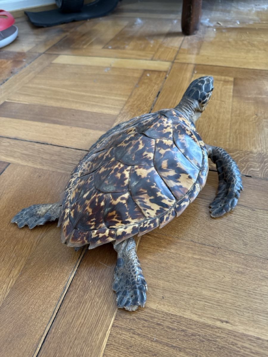 Monde des animaux: Wunderschön präparierte Schildkröte – D'occasion à Basel par Ramses1179 3