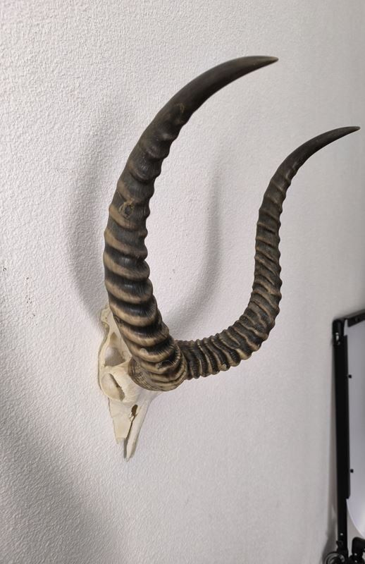 Figuren: Impala Antilope – Gebraucht aus Rüti ZH von Restwert_Rueti_ZH 1