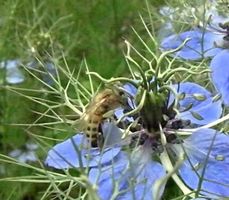 Ab 5.- fr 30 Stk Samenmischung: Rasen für Bienen Same