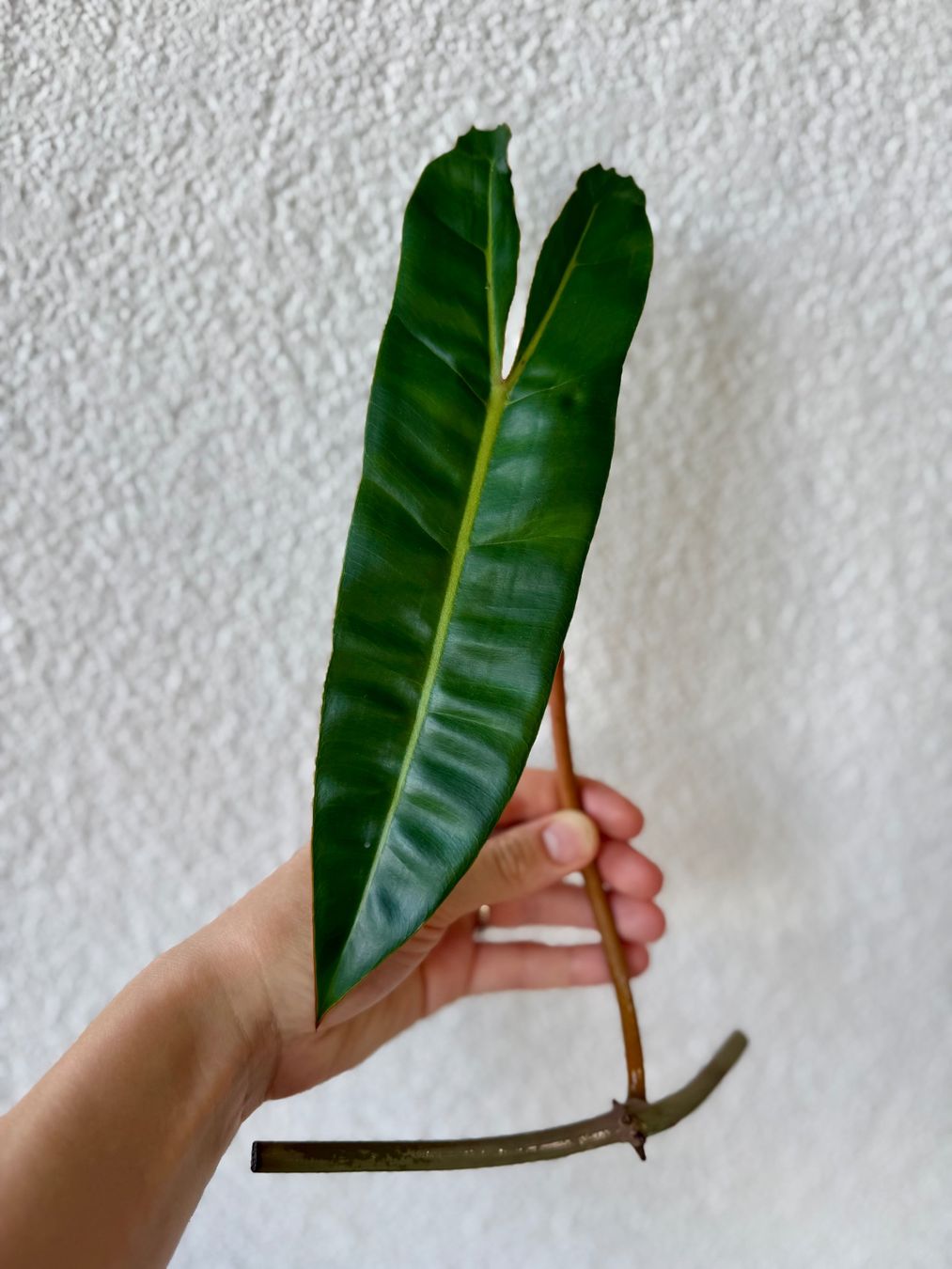 Piante & sementi: Philodendron Billietiae | Fresh Cutting | Large Leaf – Nuovo (secondo la descrizione) da Bülach venduto da Bloom_Witch