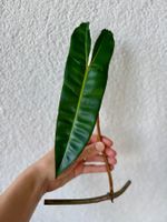 Philodendron Billietiae | Fresh Cutting | Large Leaf