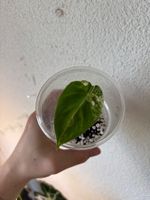 😍 Alocasia Frydek Albo Baby (Nr. 7)