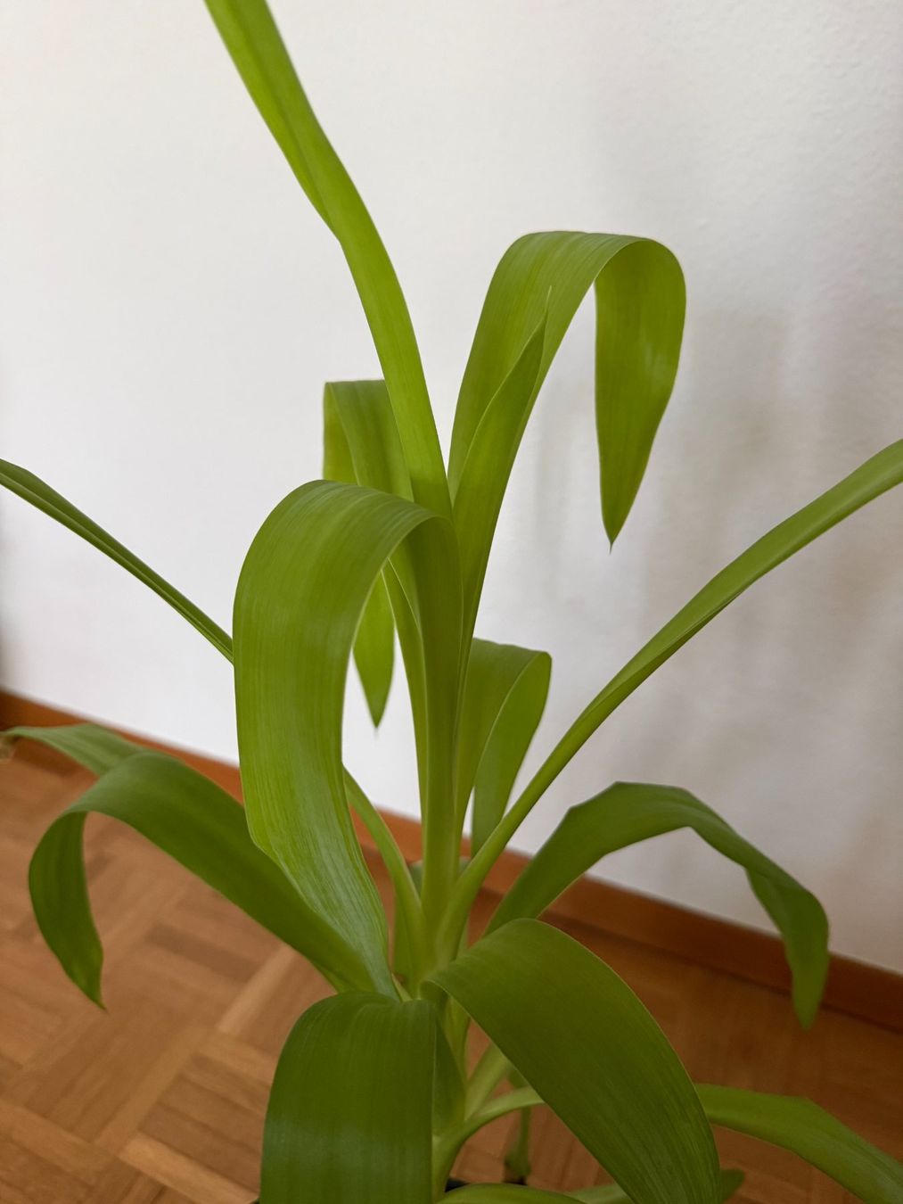 Pflanzen & Samen: Dracaena plant 76cm – Gebraucht aus Zürich von mei_wvq7 2