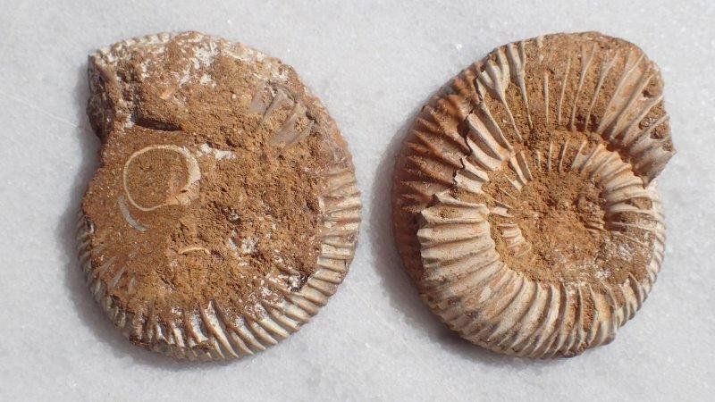 Fossili: Ammonit gesägt und poliert Madagaskar – Usato da Rickenbach BL venduto da Oktober68 2
