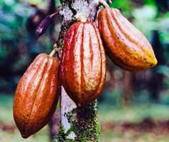Ab 15.- fr THEOBROMA CACAO 10 Echte Kakaobohnen
