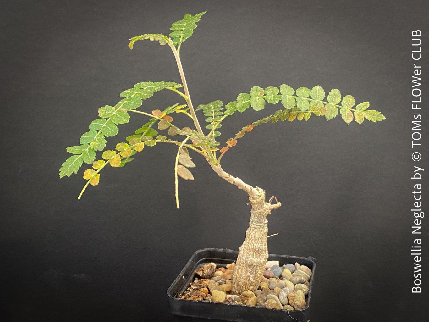 Piante & sementi: Boswellia Neglecta - Schwarzer Weihrauchbaum – Nuovo e nell'imballaggio originale da Adliswil venduto da astom369 6