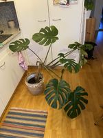 Monstera pot plant