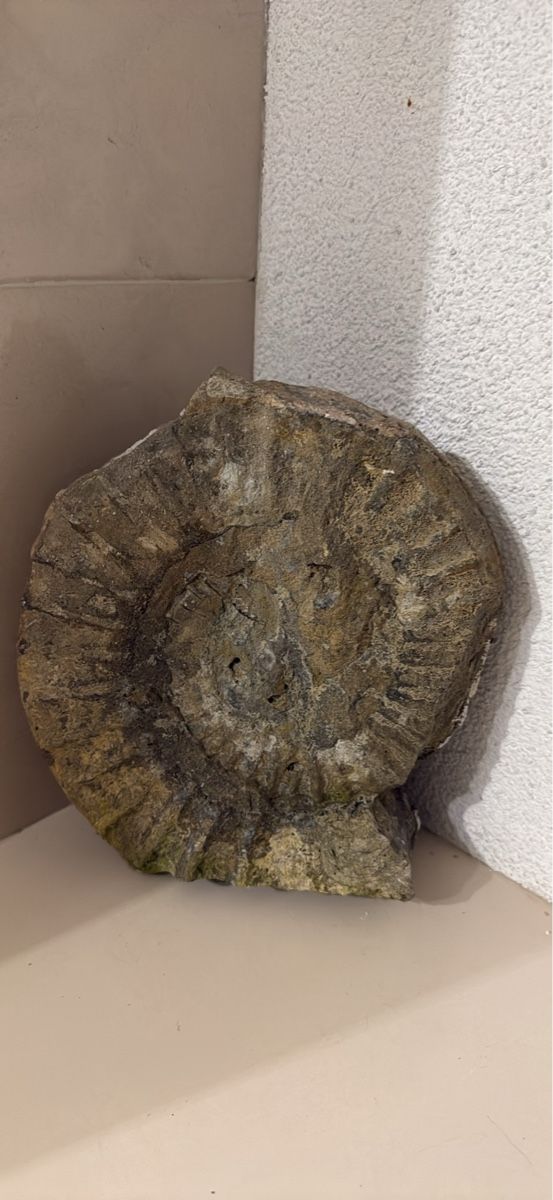 Fossili: Fossil Ammonit gross gut erhalten ca. 25cm – Usato da Schaffhausen venduto da Ibag 2