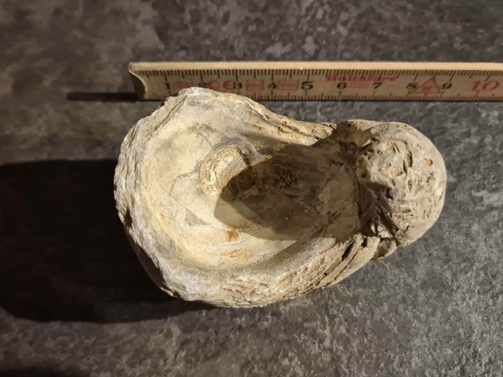 Fossili: Fossil Schnecke, Top Zustand – Nuovo (secondo la descrizione) da Abtwil SG venduto da Adler770 1