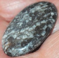 Cabochon L-738 – Schwarzes Schlangen Fossil - 30x18mm