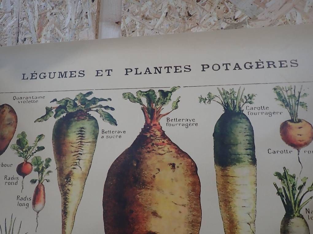 Foto & Immagini: Poster de légumes  – Usato da Ballens venduto da jcd_l6pr 1