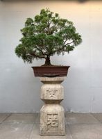 XXL Chinesischer Wacholder Bonsai – knapp 100 cm | AB 1.- !!