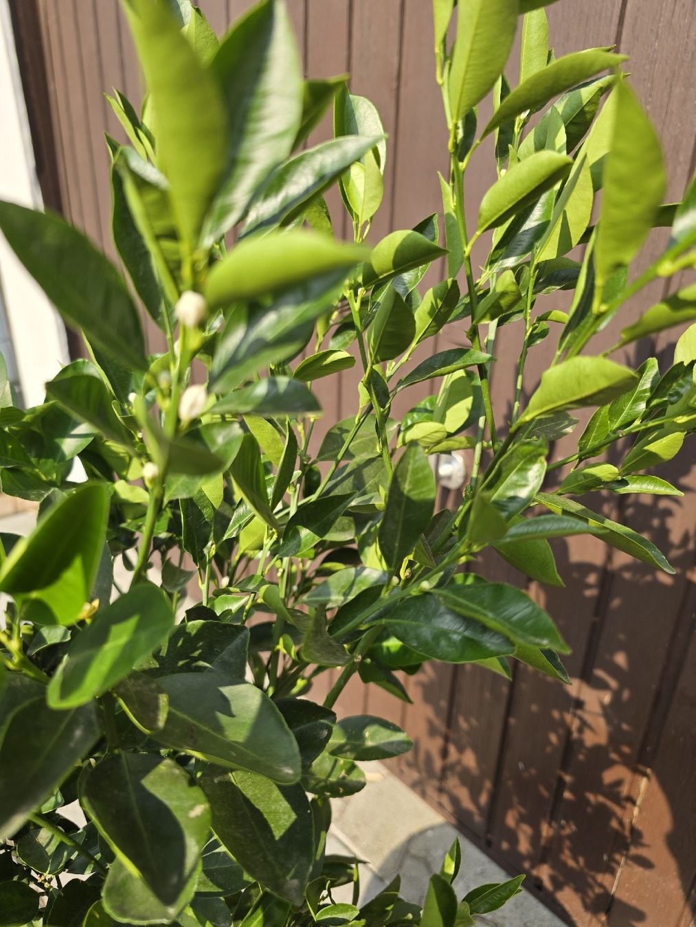Pflanzen & Samen: Calamondin Pflanze  – Neu (gemäss Beschreibung) aus Aarburg von popkorn65 4