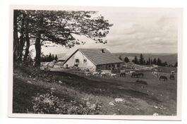 SENTIER Creux-du-Van - Le Sollat, Kühe, Pferde