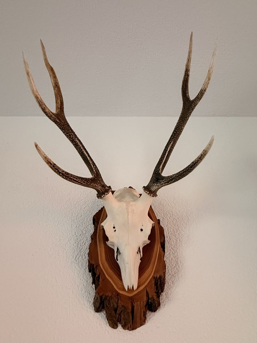 Sonstiges zum Sammeln & Seltenes: Hirschgeweih / Jagdtrophäe, 6-Ender, 73 cm, Neukirch 1998 – Gebraucht aus Zürich von pat_8wyd
