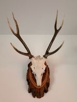 Hirschgeweih / Jagdtrophäe, 6-Ender, 73 cm, Neukirch 1998