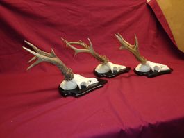 Reh, Geweihe, Trophäe, Horn, Dekoration, Jagd Abwurfstangen