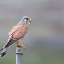 Profile image of sabathius80
