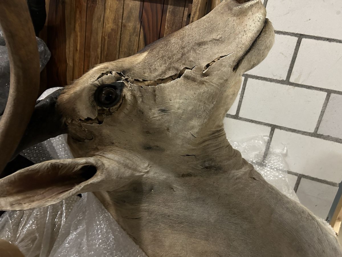 Il mondo degli animali: Elan Antilope Trophäe Jagdtrophäe Afrika Deko Hirschgeweih – Usato da St. Gallen venduto da Mit_Preisvorschlag 2