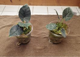 Alocasia Antoro Velvet🌱