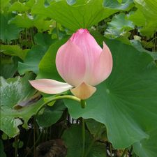 Profile image of Agadine