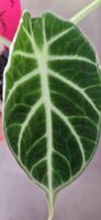 🤩Alocasia Ninja Aurea  Variegata Rhizom