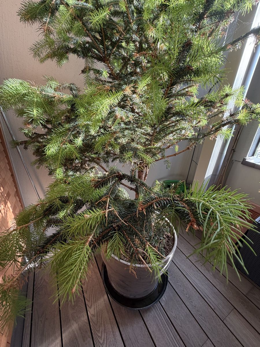 Pflanzen & Samen: Tannenbaum 🌲  – Gebraucht aus Altendorf von Angie__Z