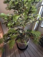 Tannenbaum 🌲 