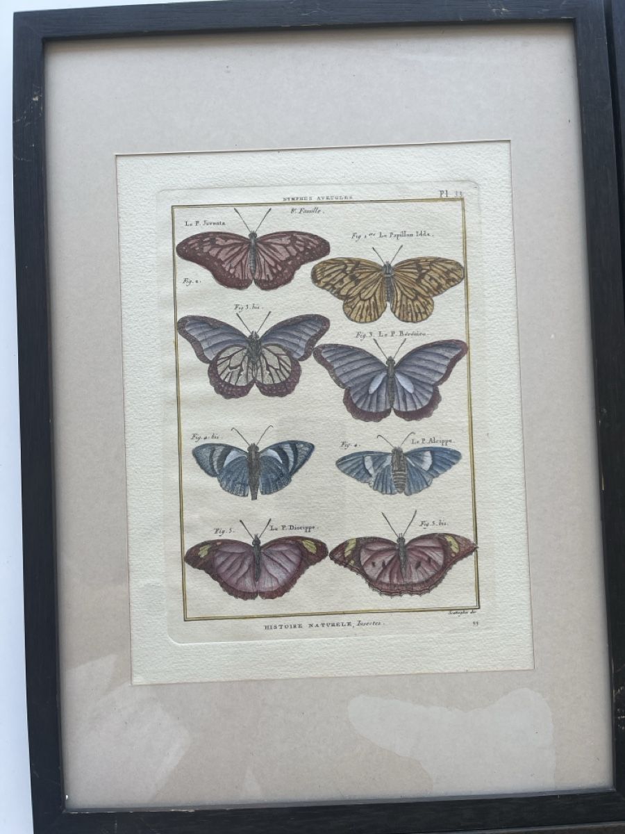 Poster & Bilder: 3 antike Bilder Schmetterlinge gerahmt – Gebraucht aus Lostorf von SimLou 3