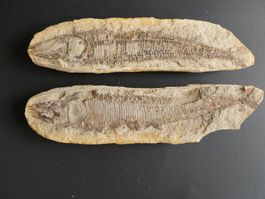 Doppelfossilisierte Fisch Brasilien sehr selten TOP ZUSTAND