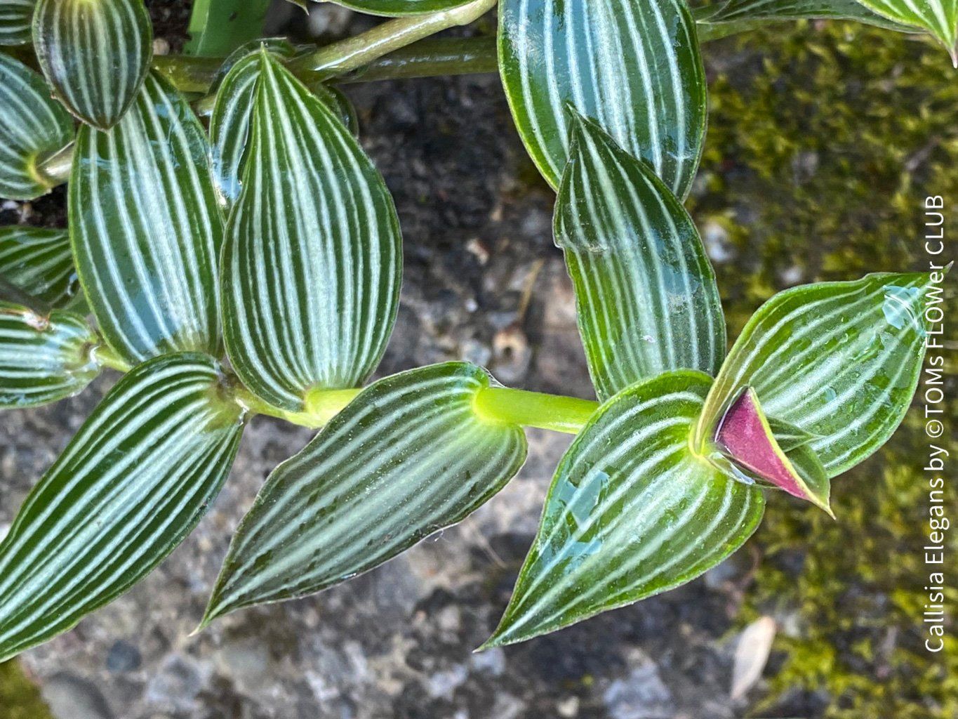 Pflanzen & Samen: Callisia Elegans verzaubert Dich mit ihren Blättern – Neu und originalverpackt aus Adliswil von astom369 6
