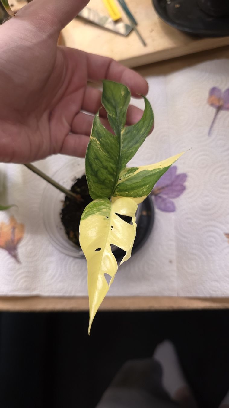 Piante & sementi: Epipremnum Pinnatum Variegata  – Nuovo (secondo la descrizione) da Neyruz FR venduto da bry_2dg9 1