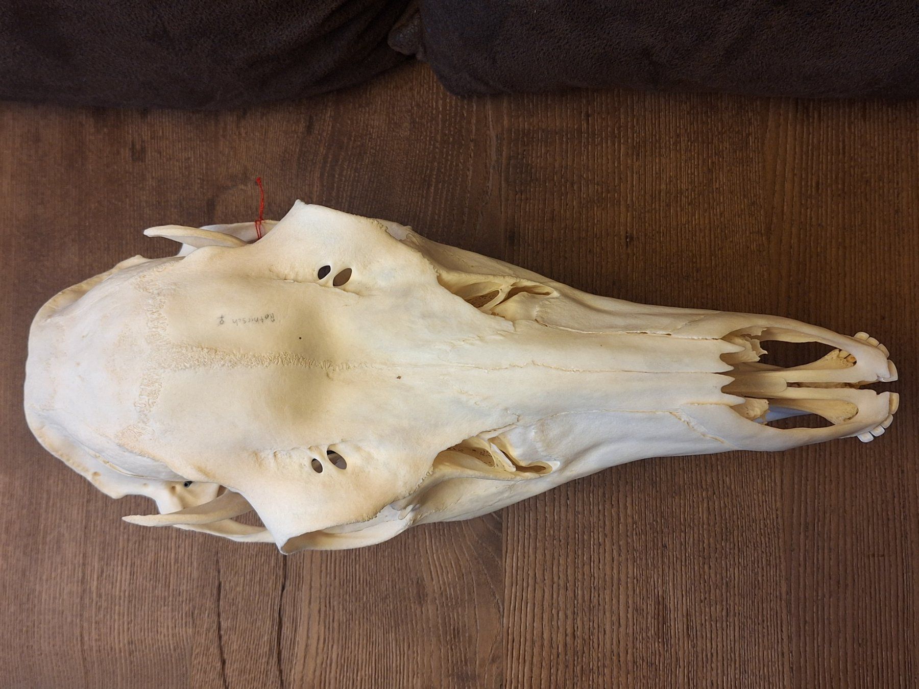 Il mondo degli animali: Rothirsch wbl. – Usato da Widnau venduto da skullcollector 5