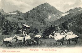 St. Beatenberg  BE  -  Ziegenhirten mit Ziegengruppe um 1903