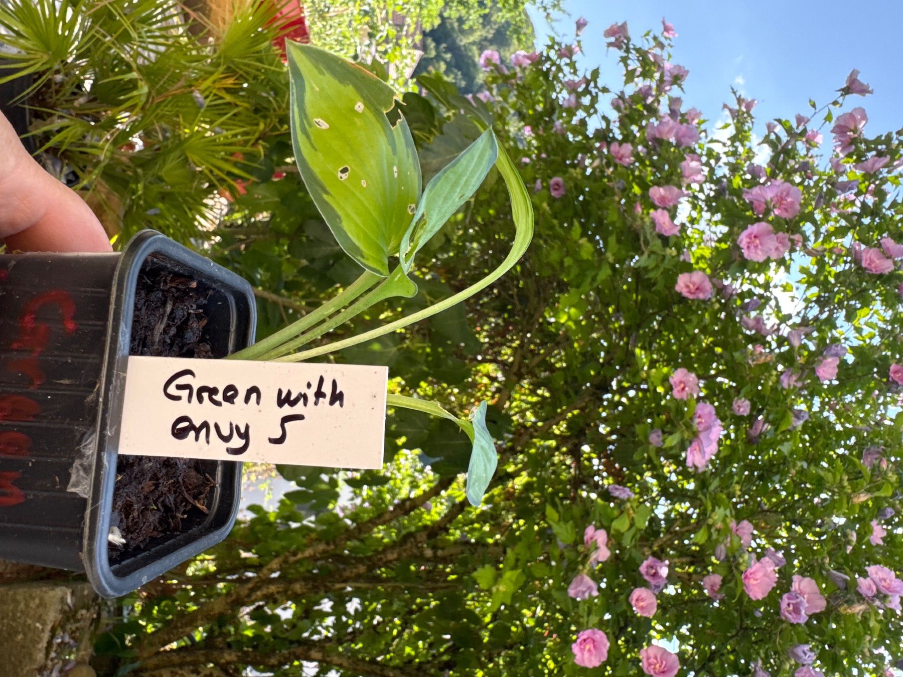 Piante & sementi: Hosta Green With Envy 5 – Usato da Lajoux JU venduto da Briard0