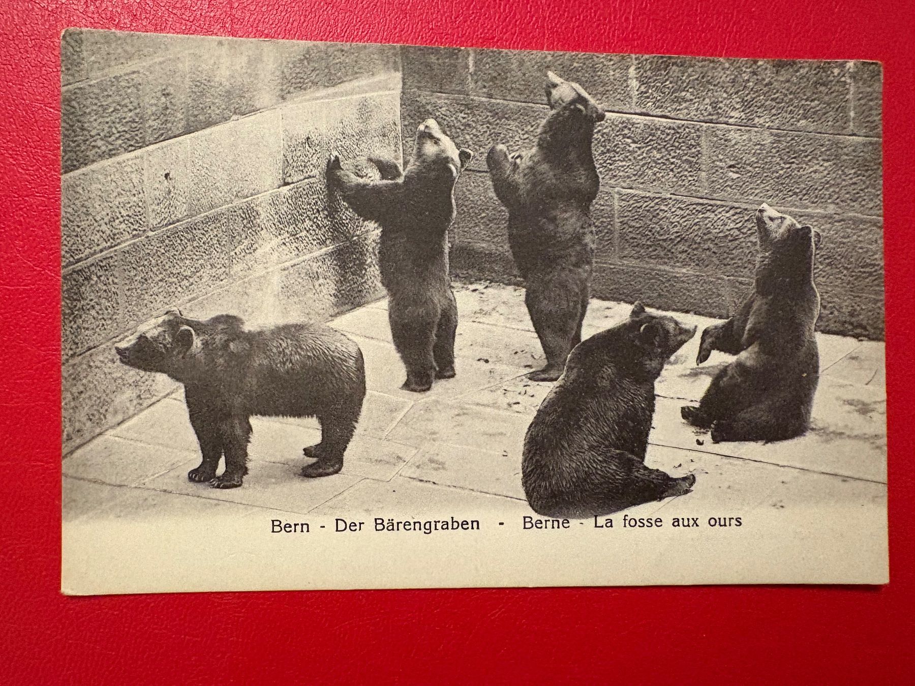 Cartoline postali: Bern - Der Bärengraben – Usato da St-Légier-Chiésaz venduto da Theo006
