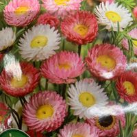 IMMORTELLE / TROCKENBLUME / (Helipterum roseum)/ 10 Samen