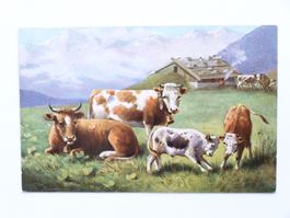 Alpen Szenerie / Alphütte / Kühe, AK 1905, gest.: TROGEN ...