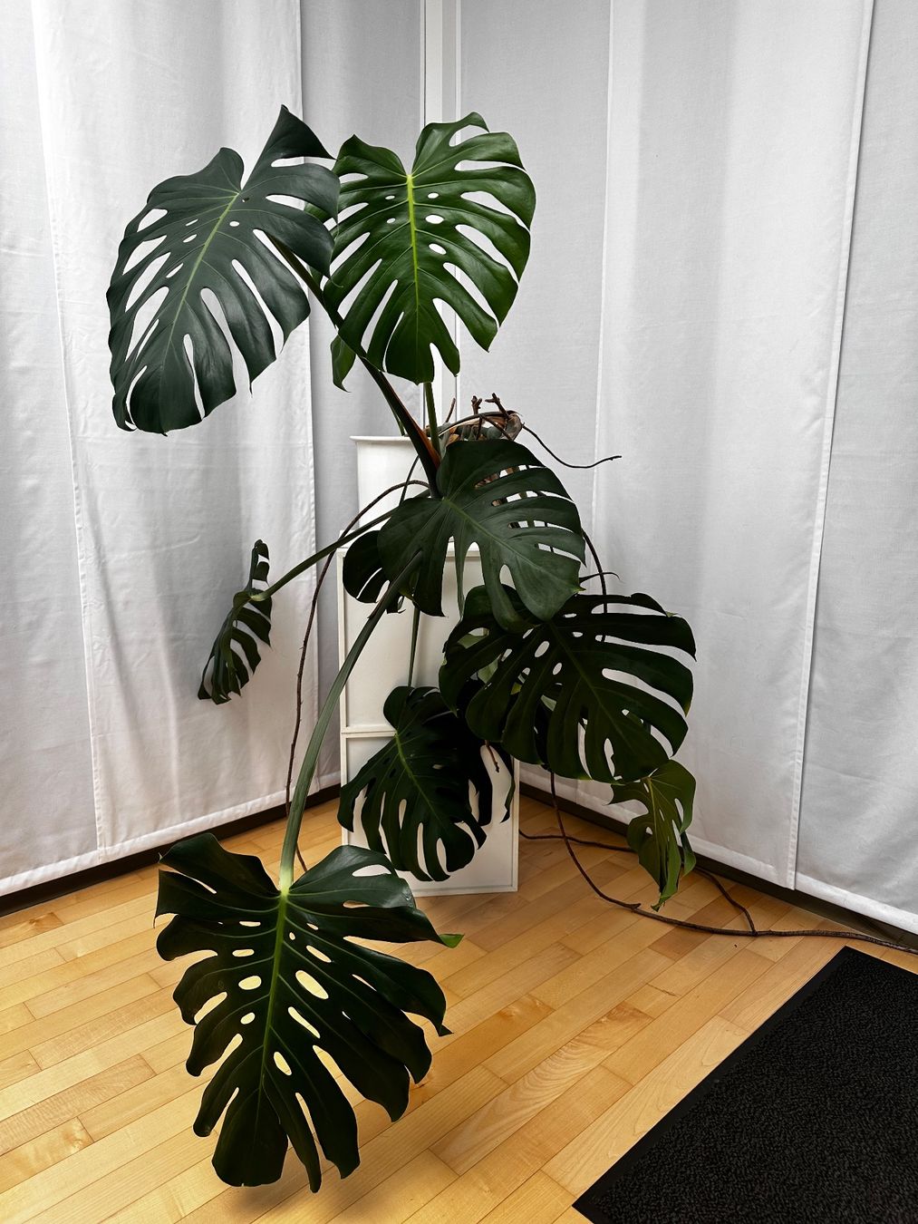 Plantes & graines: Grosse Monstera Zimmerpflanze – D'occasion à Haldenstein par enie123 1