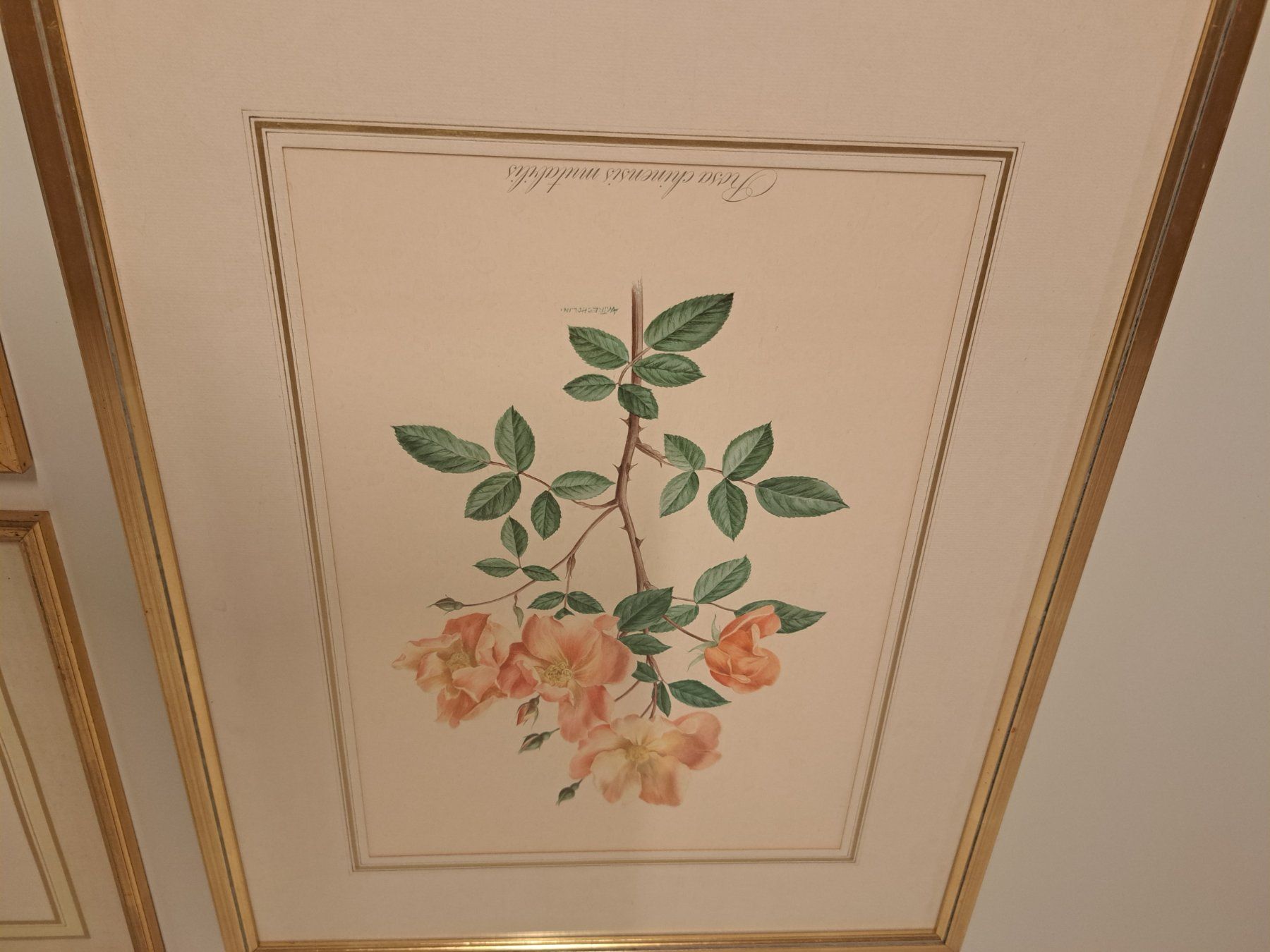 Incisioni: 3x Stich Bild Litho/ Rosen – Usato da Belp venduto da deal-now 3