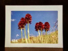 MIGROS MANIA Nature Detectives Nr. 124