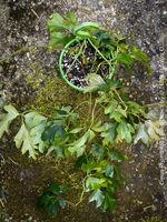 Cissus Rhombifolia ‘Ellen Danica’ - der Vintage-Klassiker