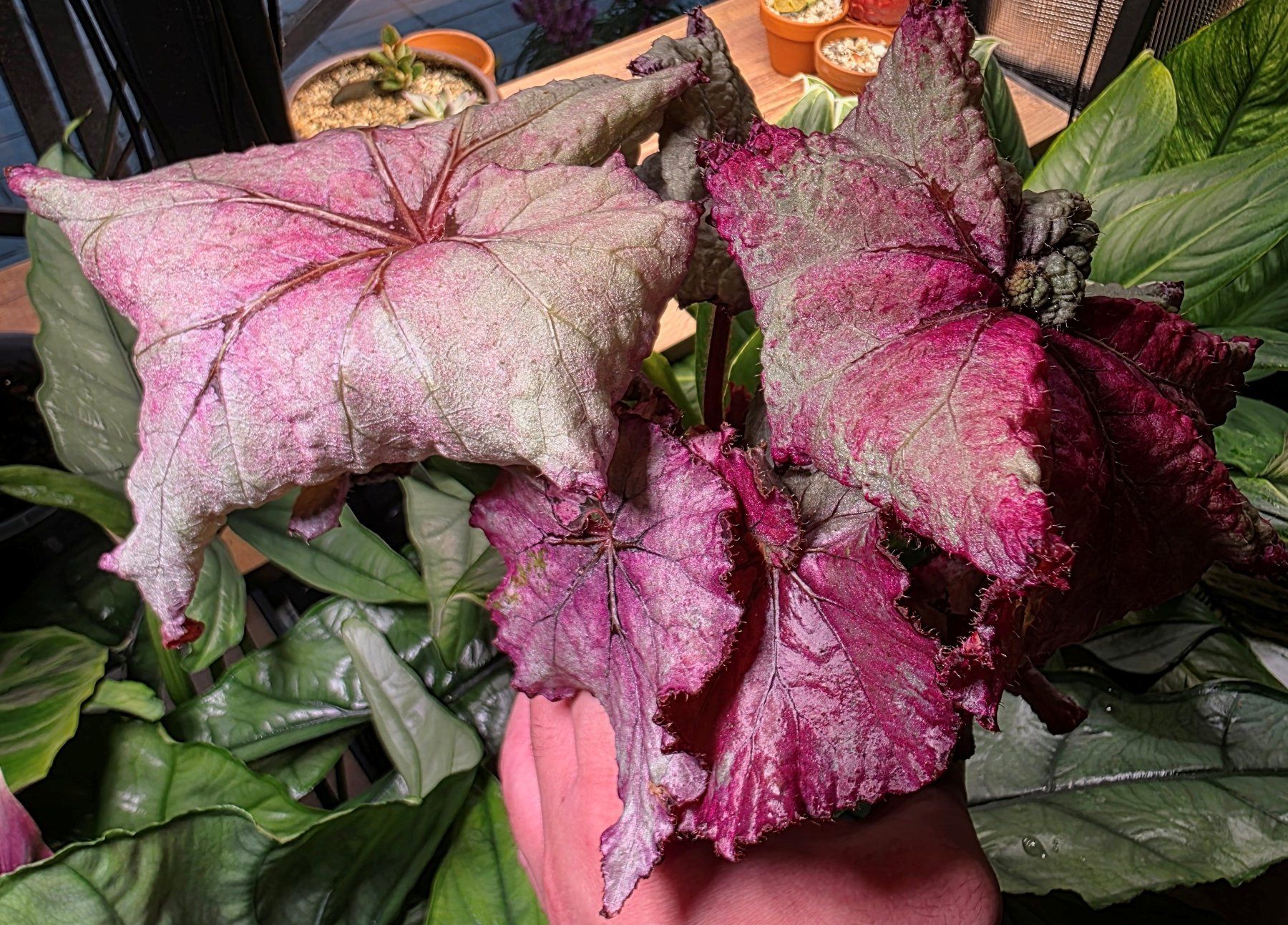 Piante & sementi: Begonia rex escargot "Pink Dream" – Usato da Winterthur venduto da jar_w2vp