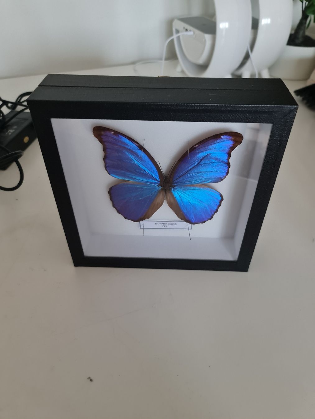 Tutte le decorazioni: Framed Morpho Butterfly Display 🦋 – Nuovo (secondo la descrizione) da Zürich venduto da MartiniusX 2