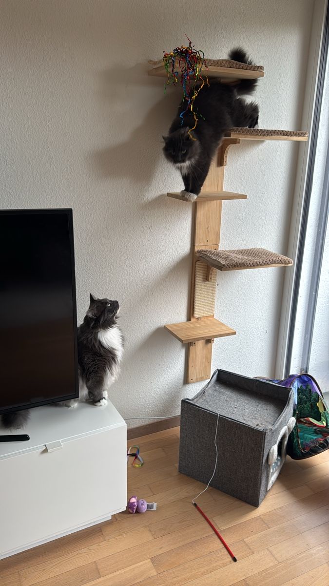 Tiragraffi: Wooden Cat Tree Wall Mounted – Usato da St-Sulpice VD venduto da CedricFiedler 1