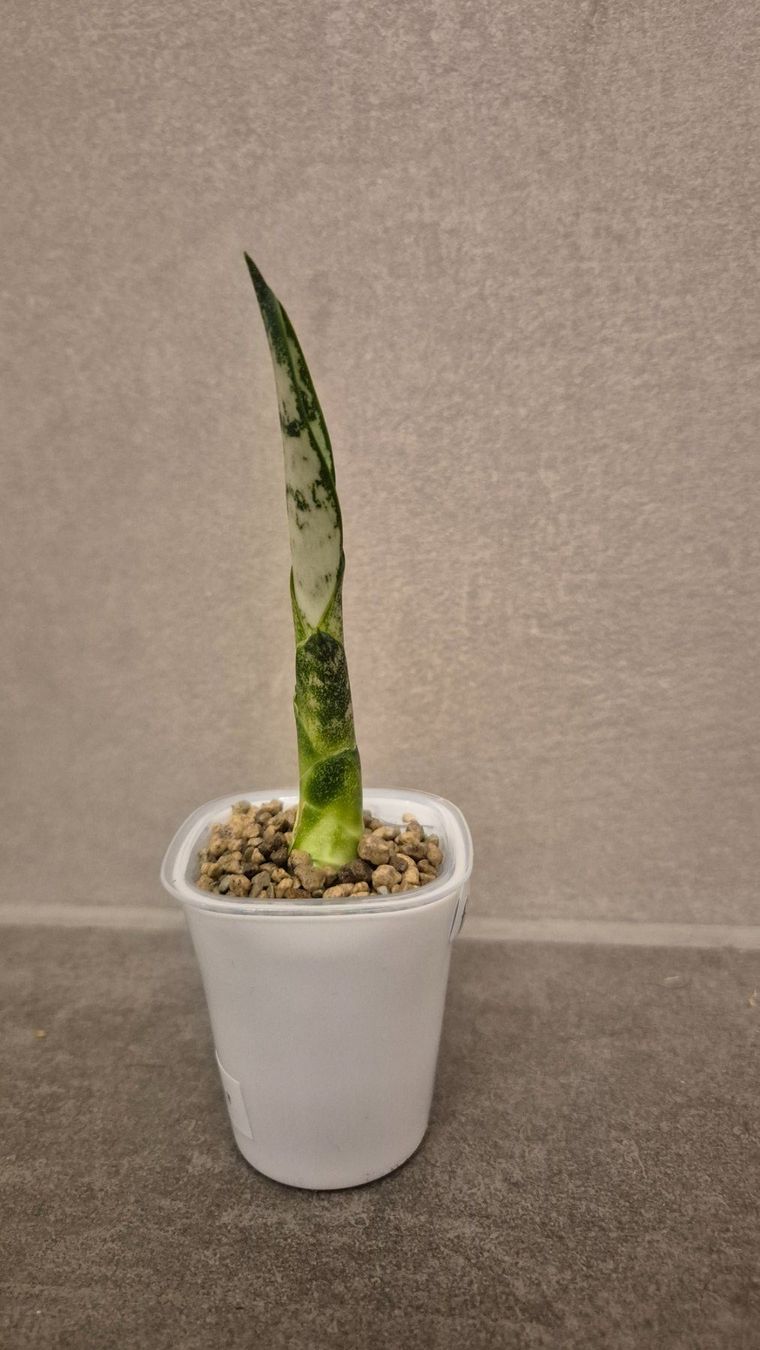 Pflanzen & Samen: 🌿Sansevieria🌿 – Neu (gemäss Beschreibung) aus Dürrenäsch von Tina_2023 2