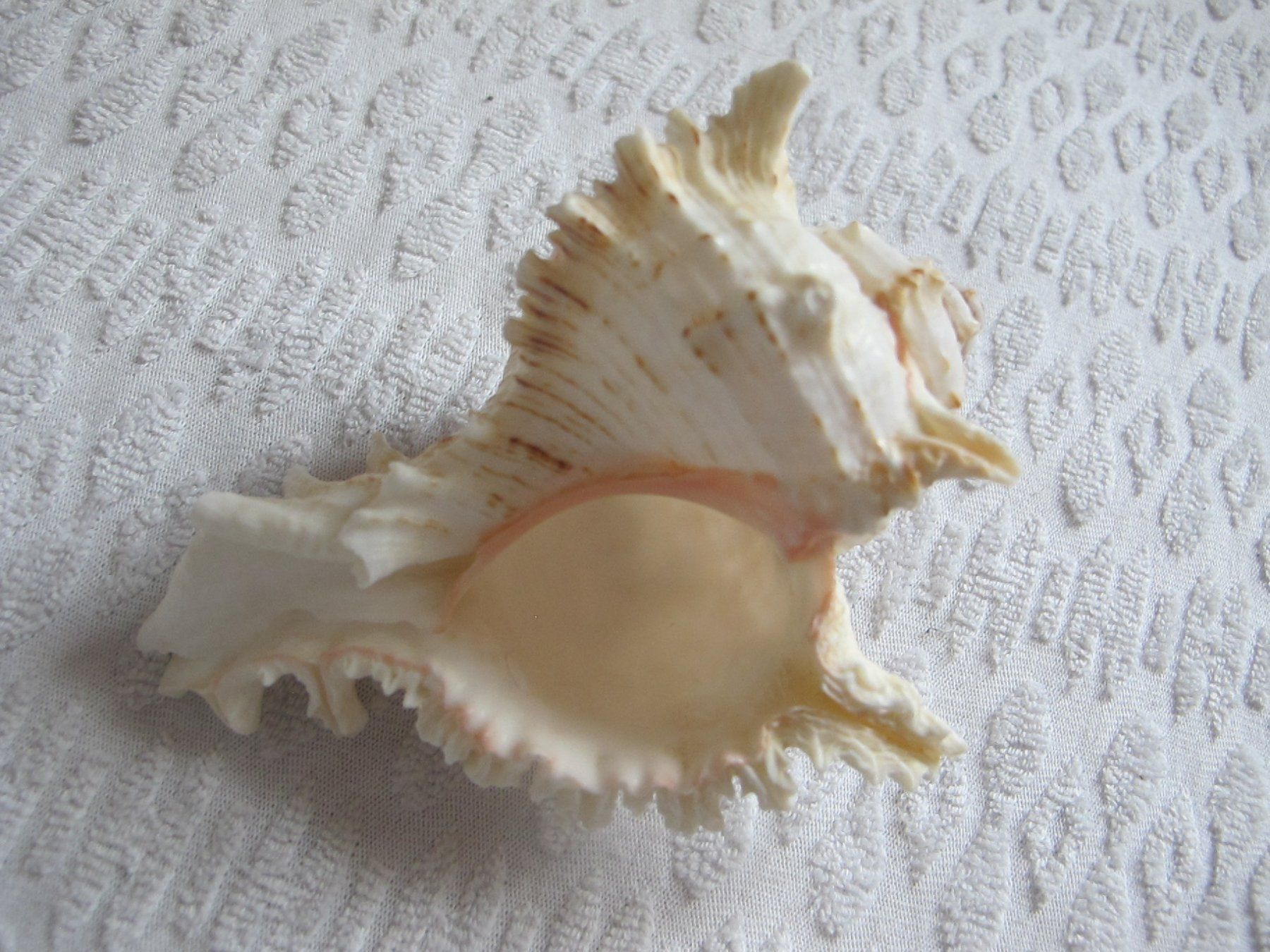 Fossili: Grosse schöne Muschel/Schnecke – Usato da Löhningen venduto da Chimae67 1