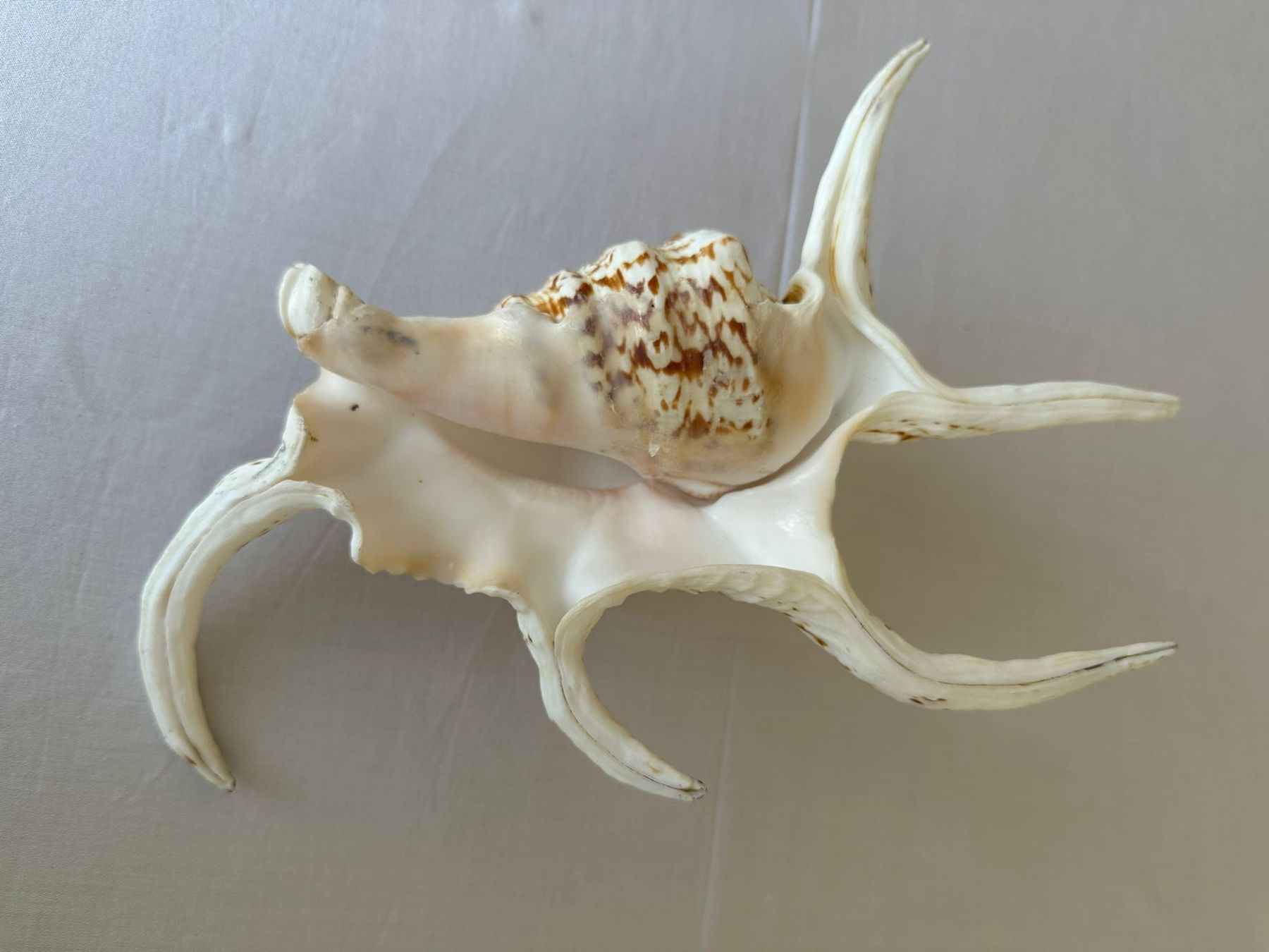 Tutte le decorazioni: Muschel – Usato da Neuenhof venduto da Vany0607 2